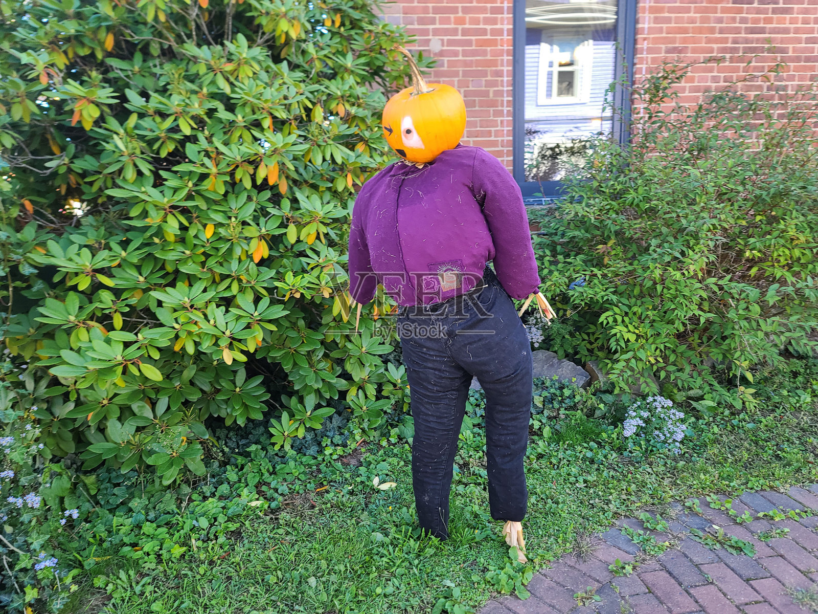 紫色南瓜稻草人照片摄影图片