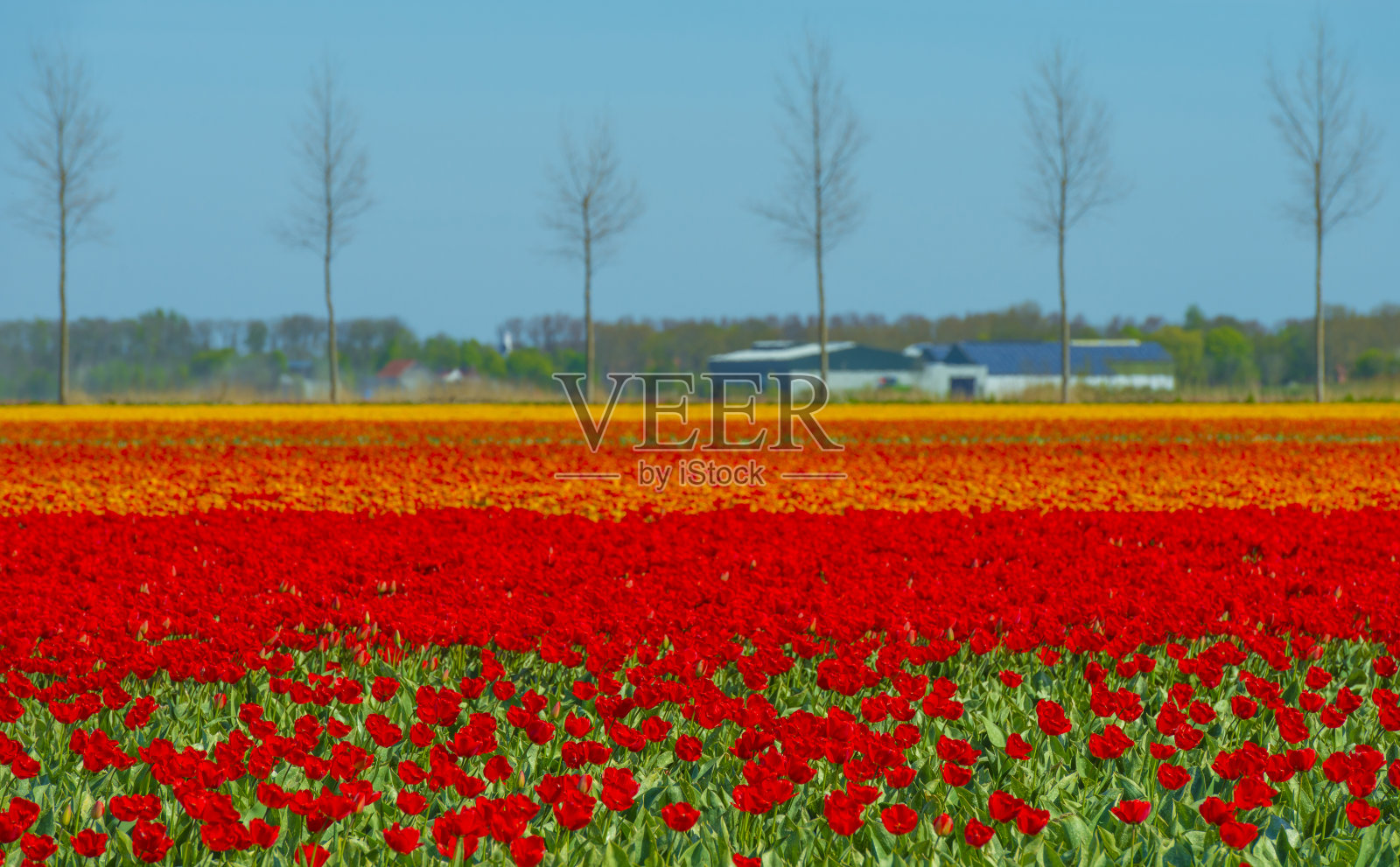 春天的阳光下，农田里姹紫嫣红照片摄影图片