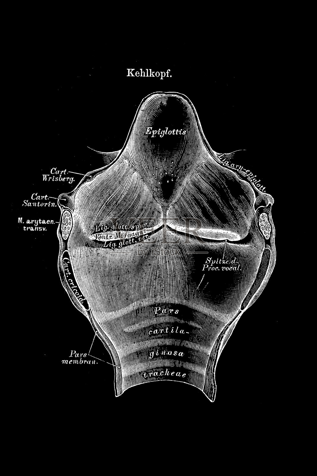 喉插画图片素材