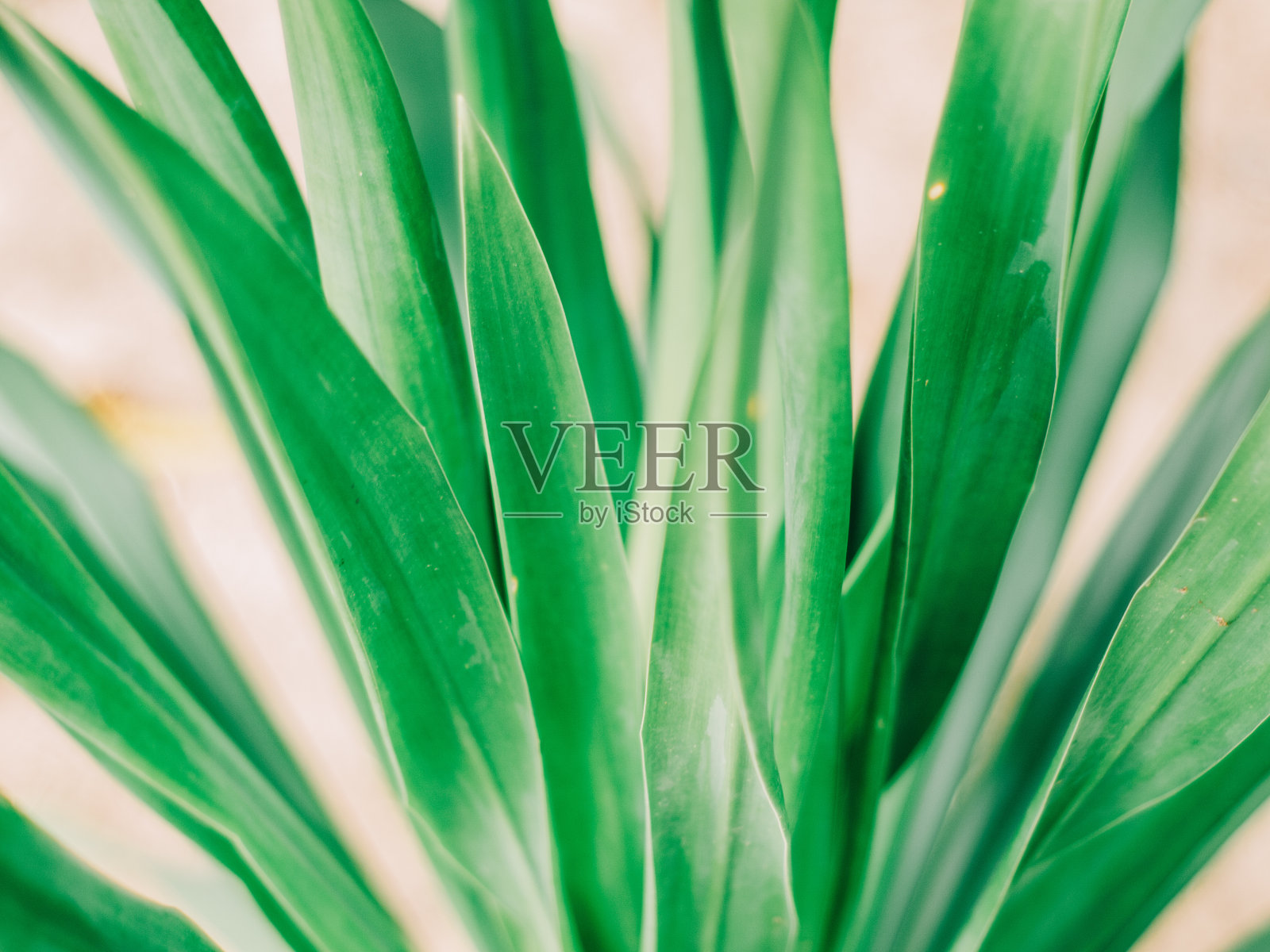 自然之美照片摄影图片