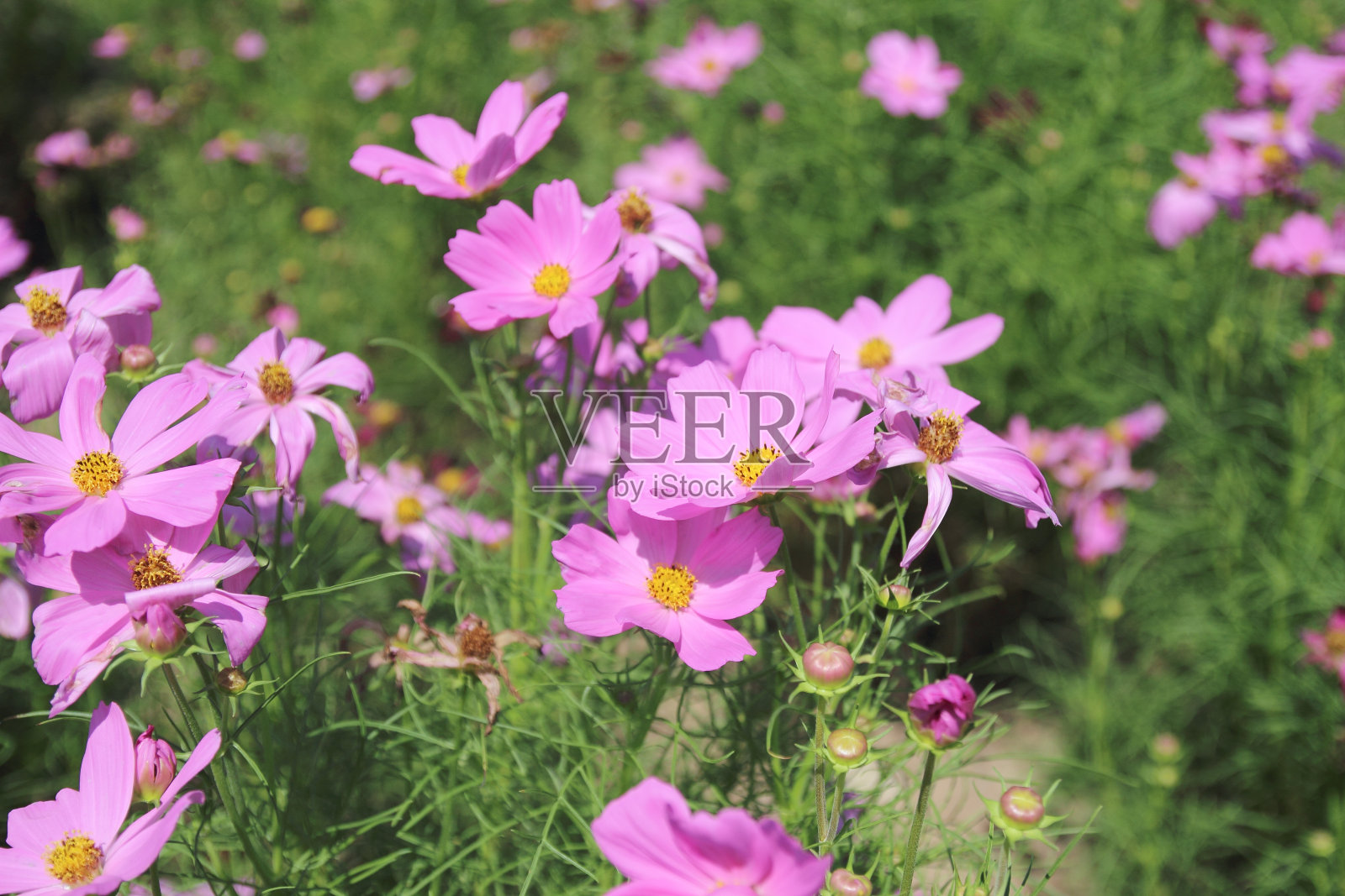 美丽的花在花园里的宇宙照片摄影图片