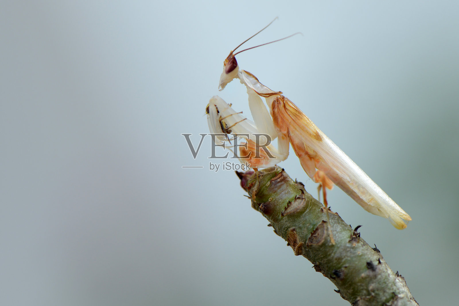 兰花螳螂照片摄影图片