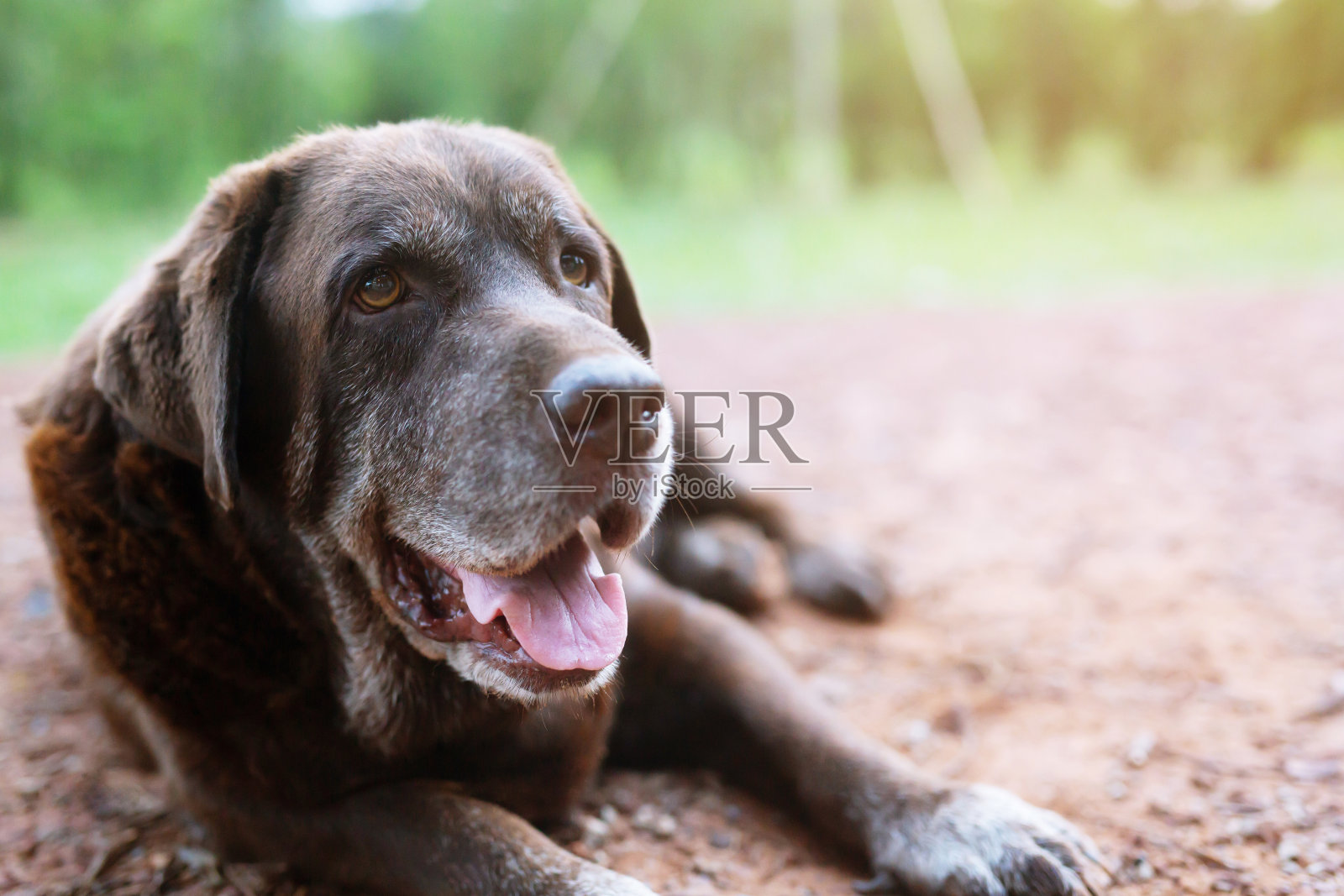 狗害羞内疚是一只收容所的猎犬，在大自然的早晨阳光下，用孤独的眼睛凝视着户外。宠物的概念。照片摄影图片