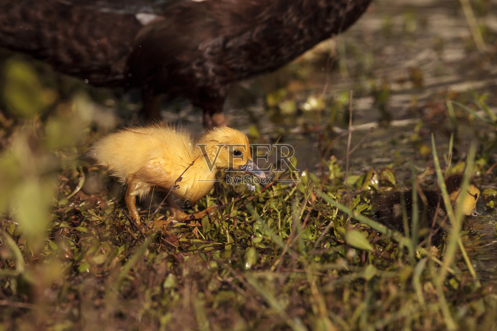 小番鸭聚集在一起照片摄影图片