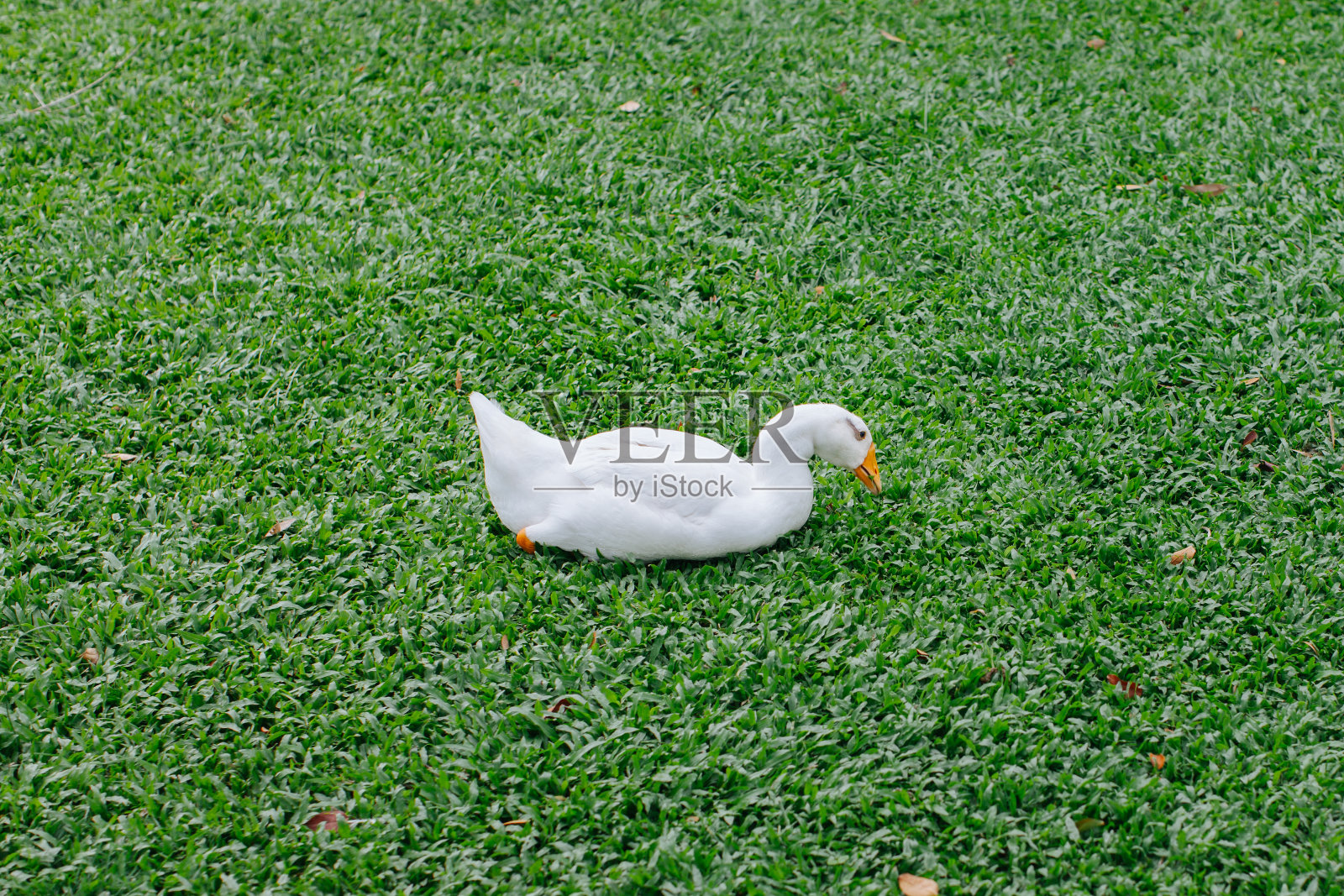 一只白鹅正在绿色的草坪上吃草。照片摄影图片