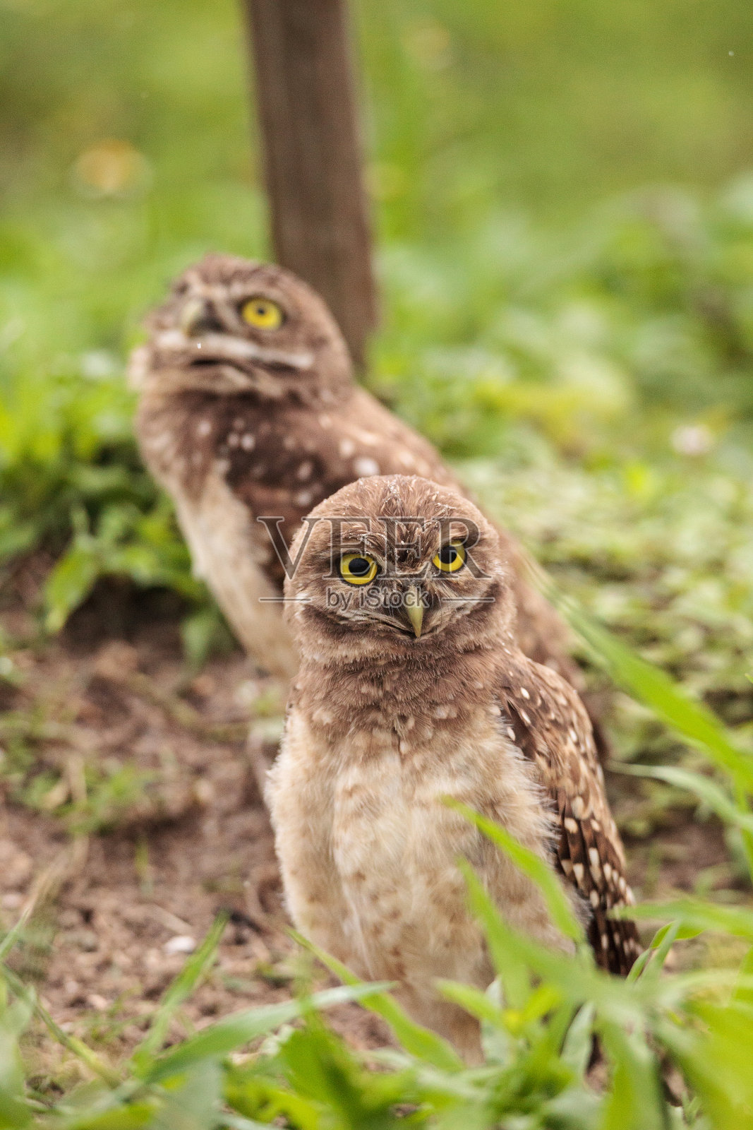 穴居猫头鹰幼崽的家庭照片摄影图片