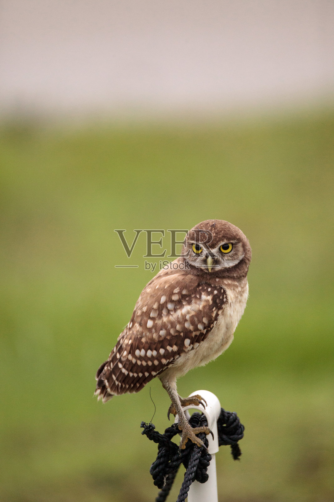 小穴鸮雅典娜栖息在它的洞穴外照片摄影图片