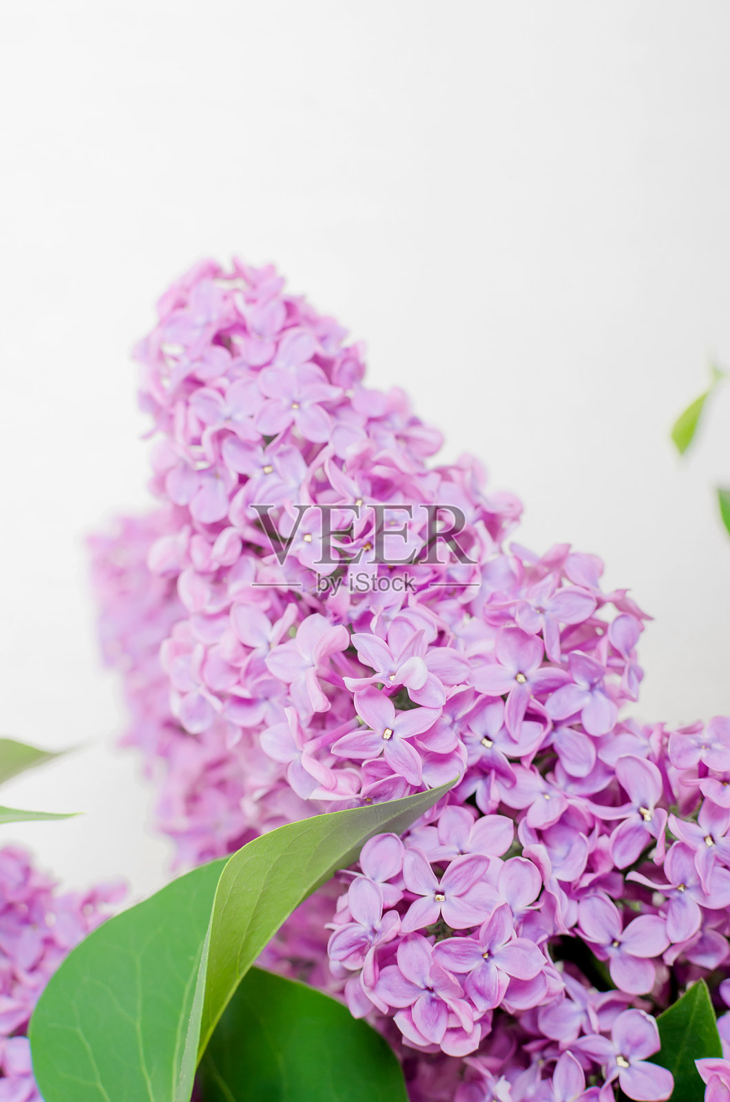 美丽的丁香花照片摄影图片