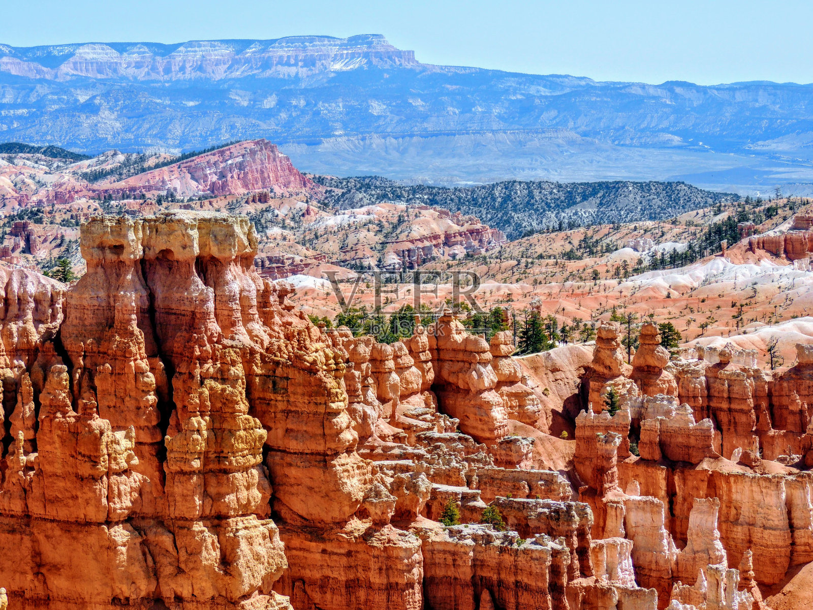 犹他州布莱斯峡谷国家公园的松树在多云的天空中呈现蓝色。照片摄影图片