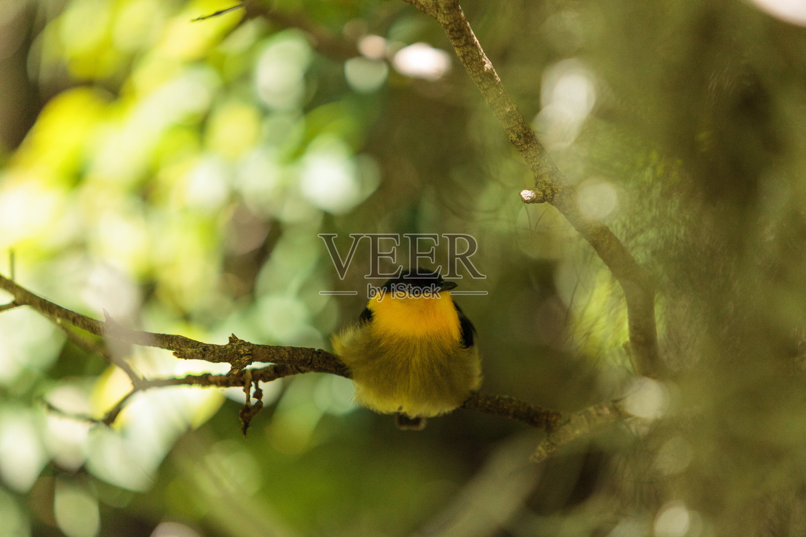 金领侏儒，被称为马纳库斯照片摄影图片