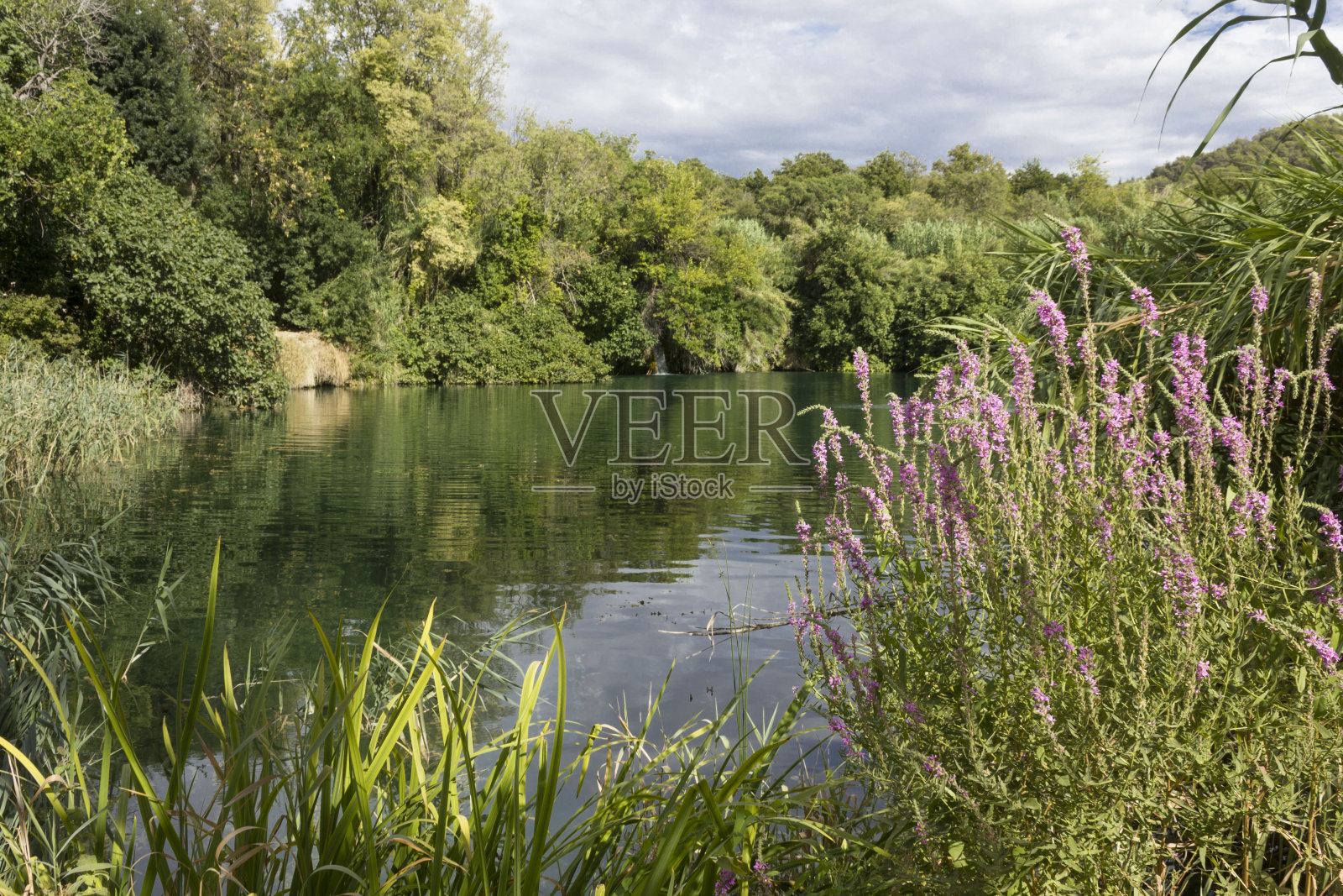 克罗地亚的克尔卡国家公园，前景中的花朵照片摄影图片