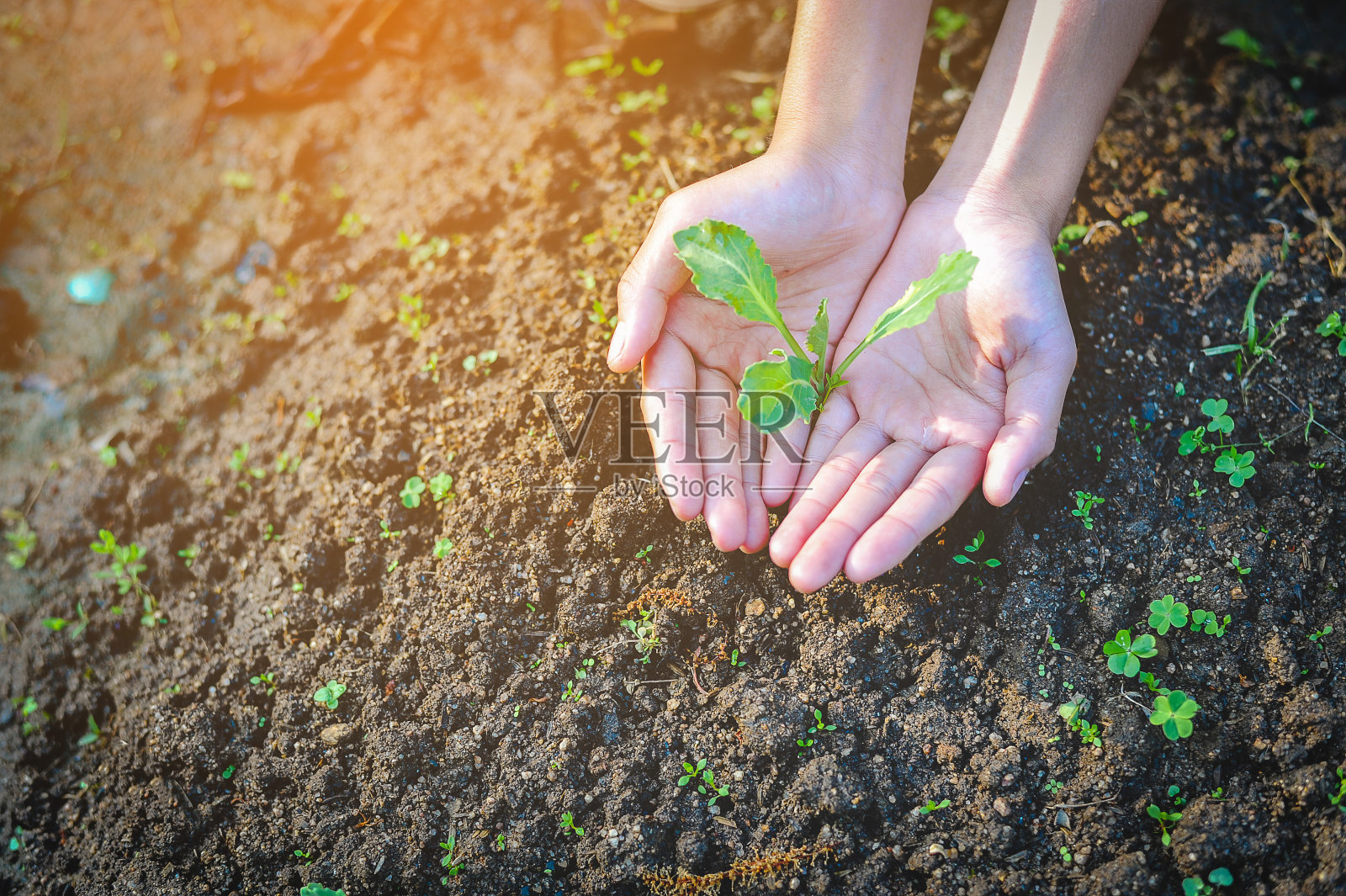 双手和幼苗创造一个小小的价值。照片摄影图片