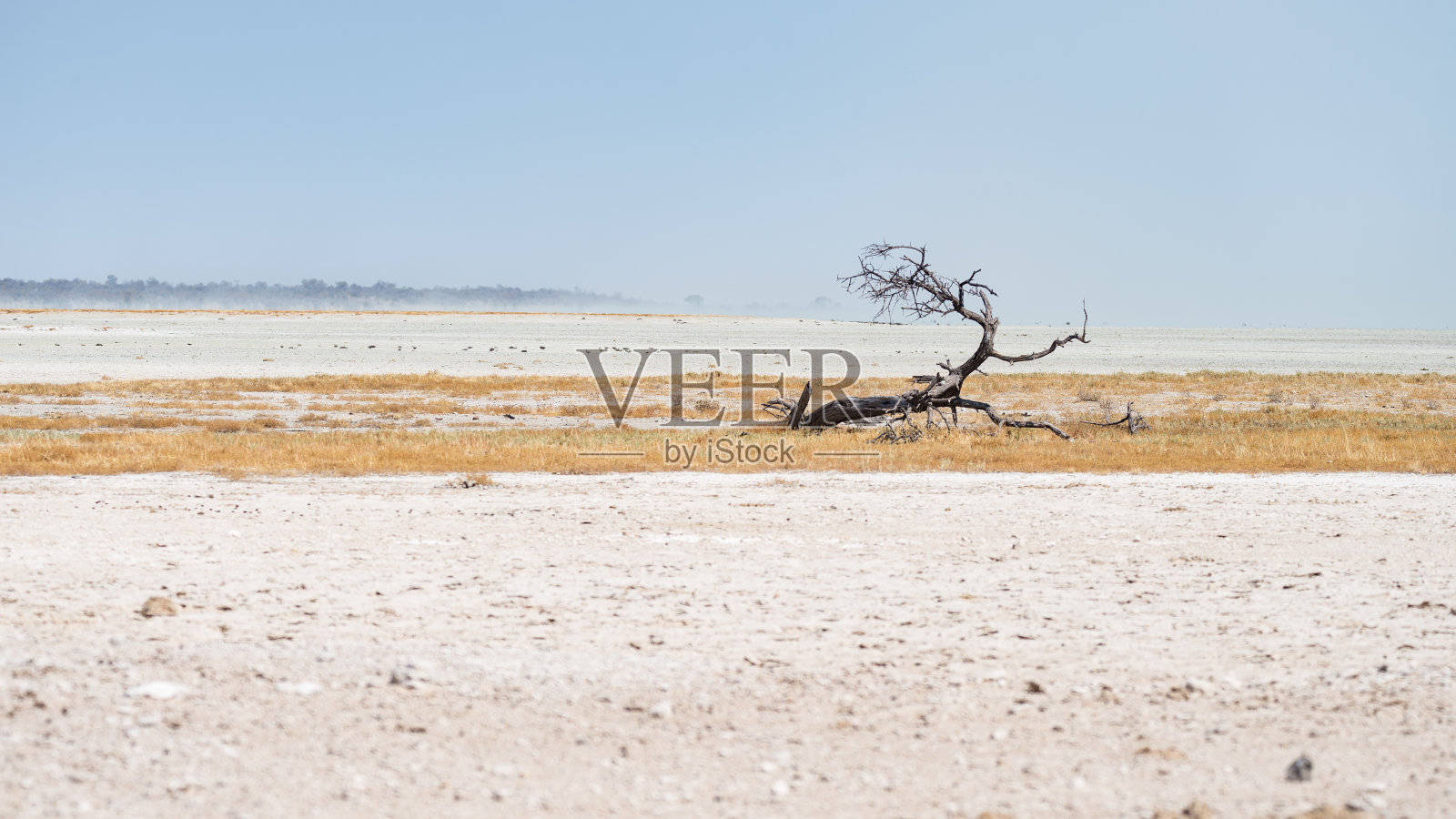 编织相思树在沙漠景观在埃托沙国家公园，旅游目的地在纳米比亚照片摄影图片