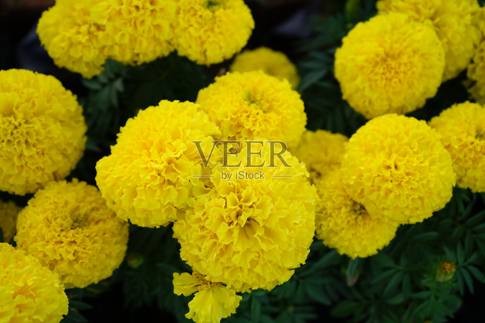 万寿菊鲜花照片摄影图片