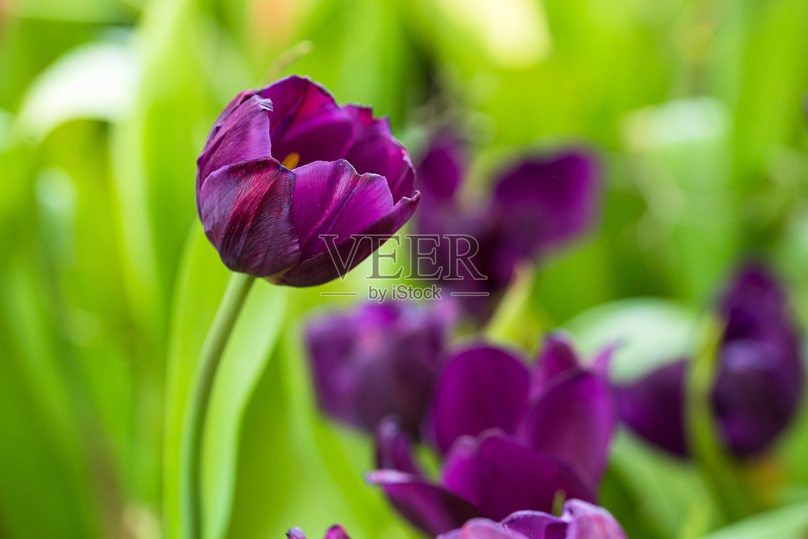 花园里的紫色郁金香照片摄影图片