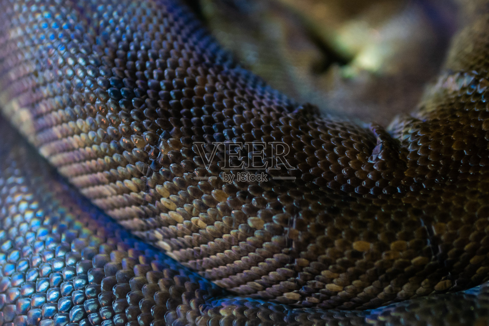 Macklot Python皮肤纹理照片摄影图片