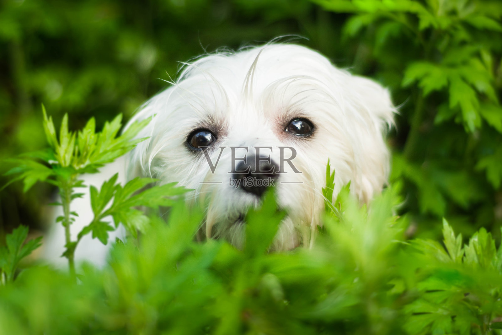 隐藏的狗照片摄影图片