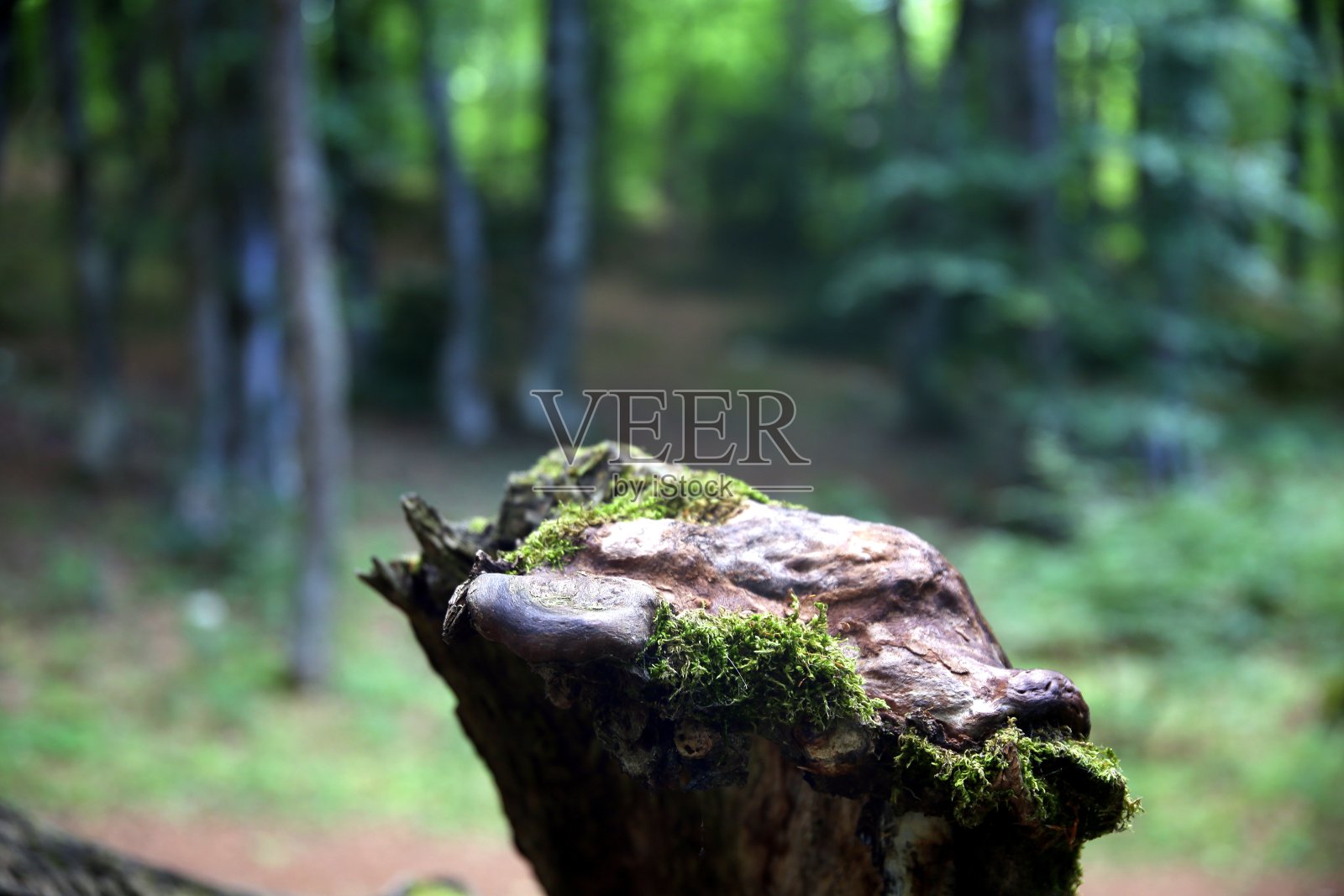 选择性地聚焦于以山毛榉森林为背景的长满苔藓的老树干，Bosco圣安东尼奥，阿布鲁佐，意大利照片摄影图片