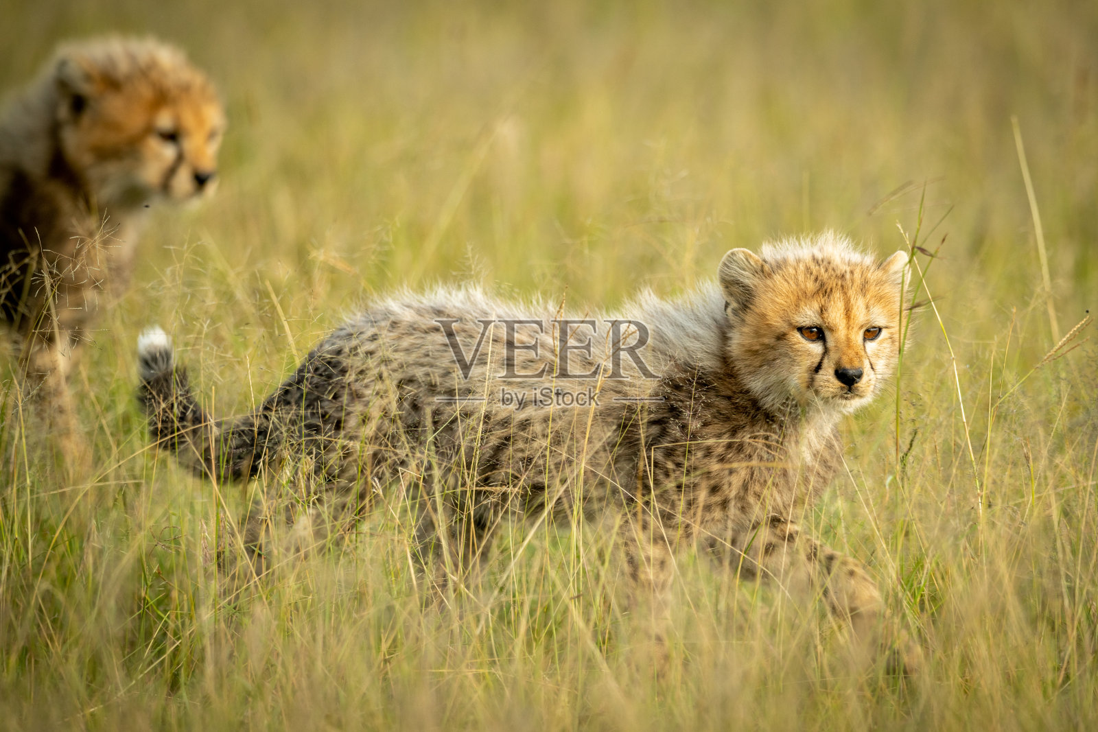 猎豹幼崽和另一只在草地上散步照片摄影图片