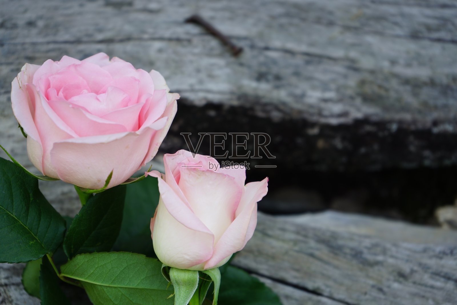 粉红色的玫瑰在一个模糊的木材背景情人节照片摄影图片