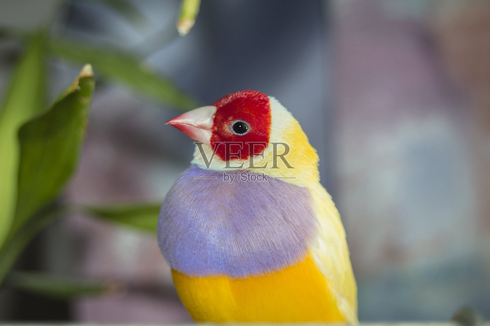 红头黄翅雀(Erythrura gouldiae)是黄翅雀科的一种鸟类。照片摄影图片