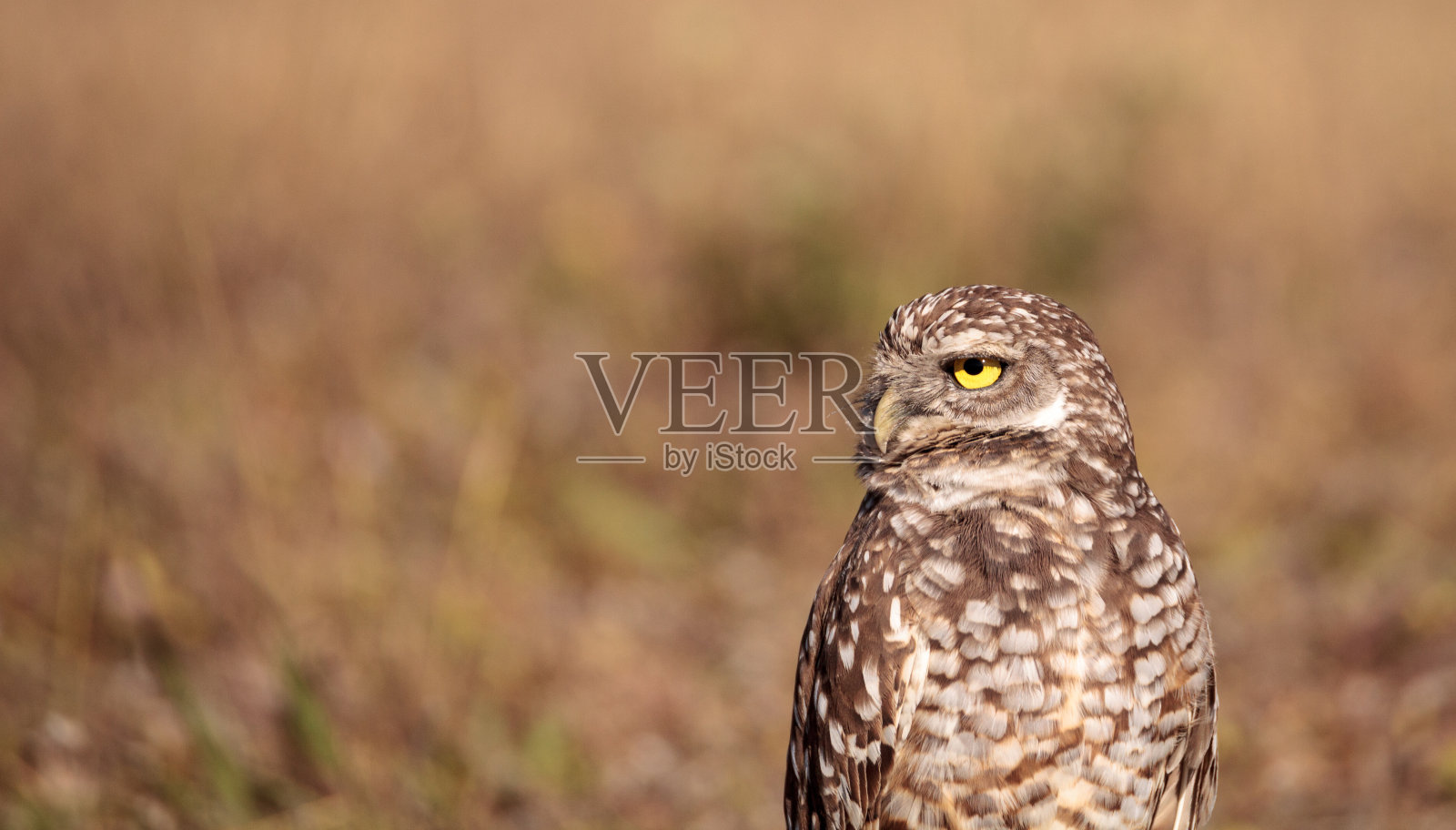 穴居猫头鹰照片摄影图片
