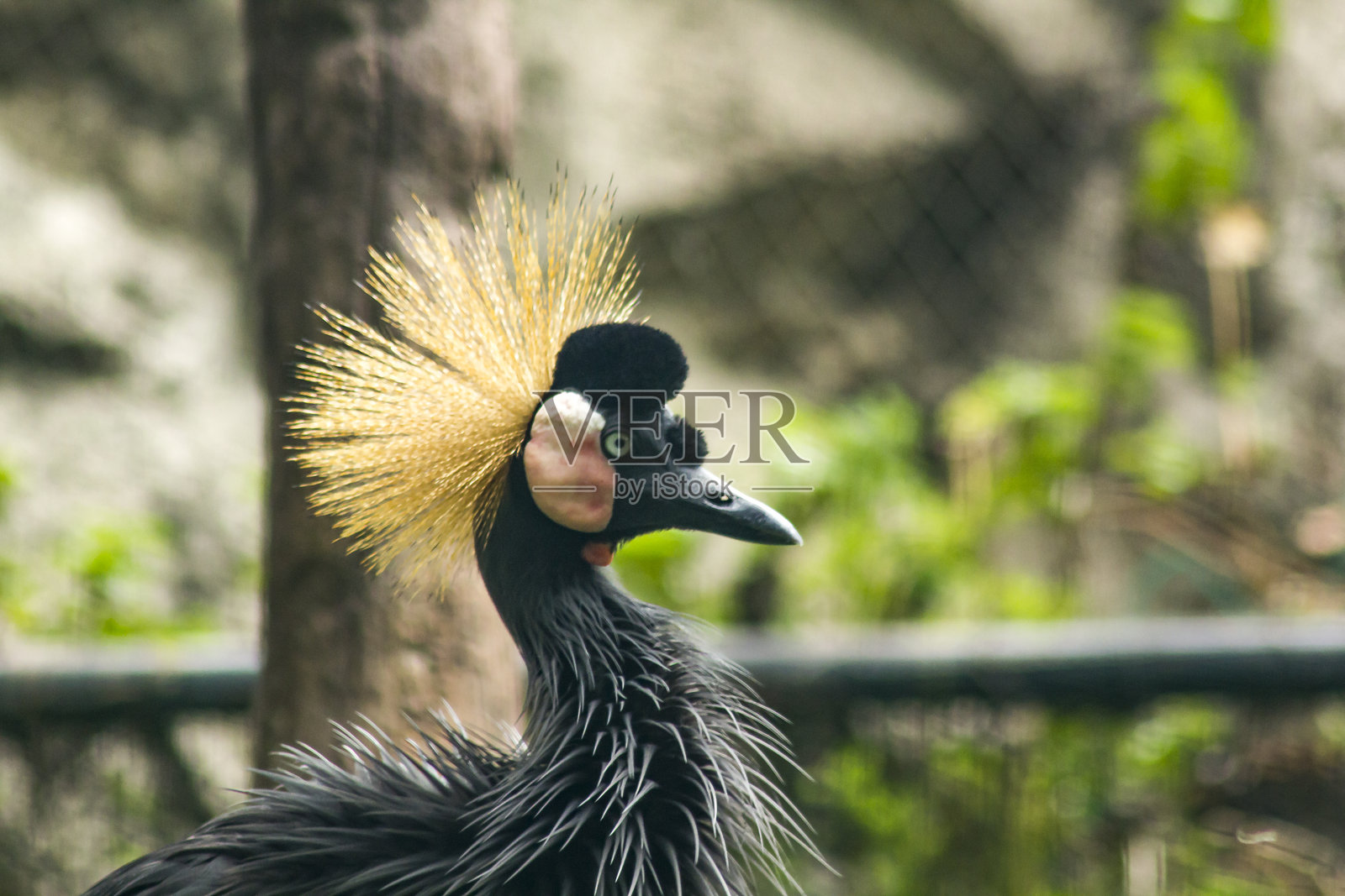 动物园里的黑冠鹤照片摄影图片