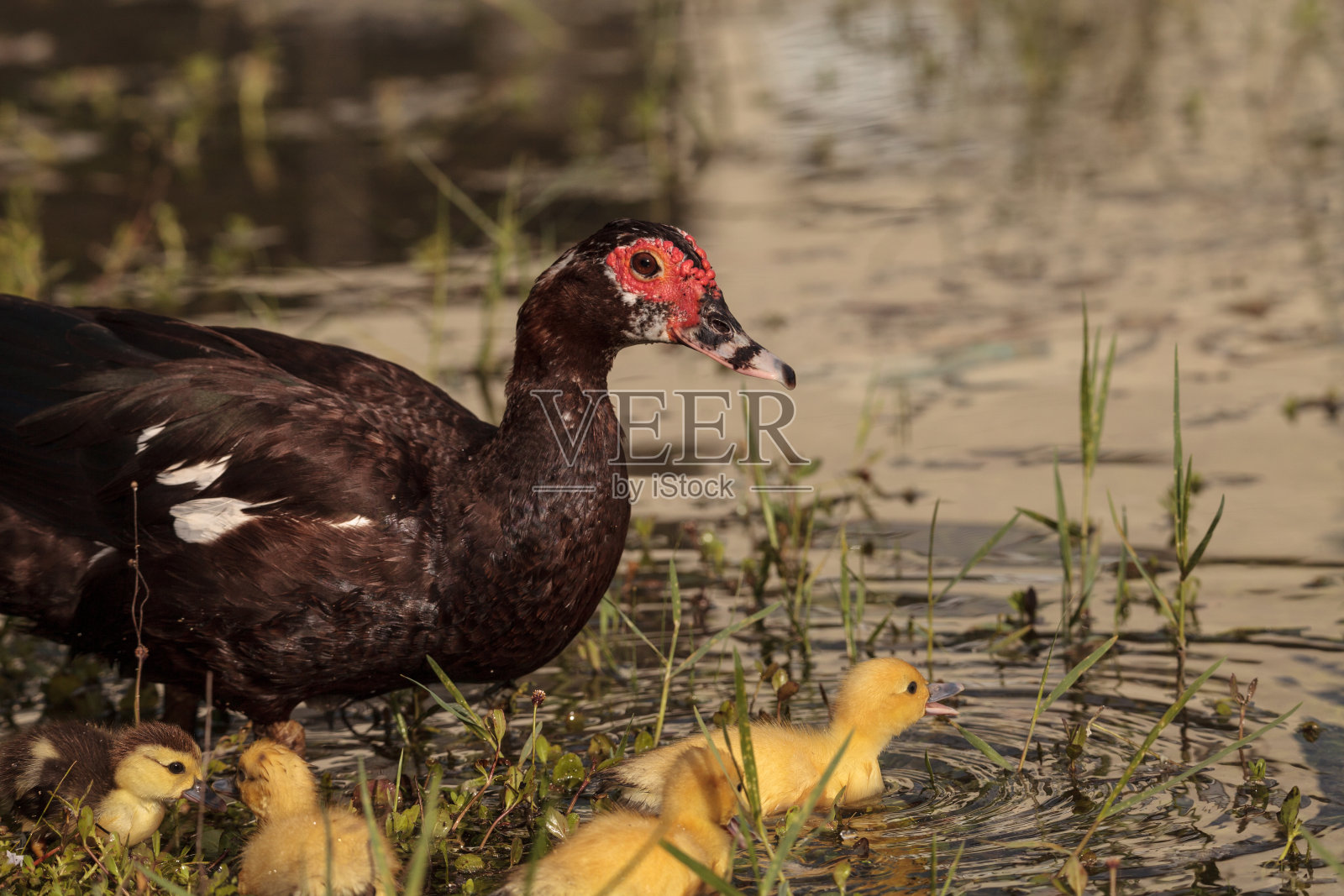 母番鸭和雏番鸭照片摄影图片