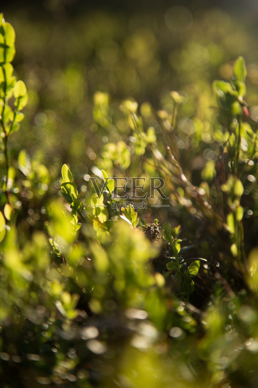 美丽的芬兰森林景观照片摄影图片