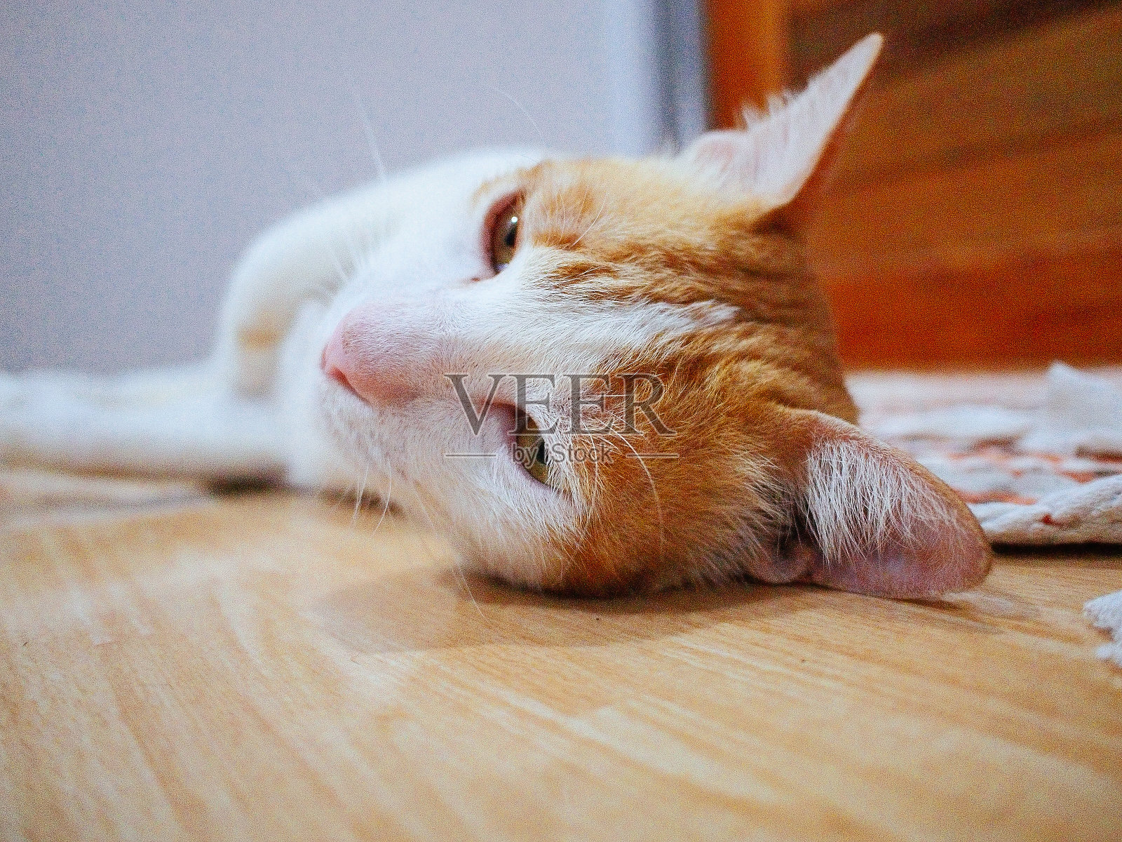 懒惰的橙色的猫照片摄影图片