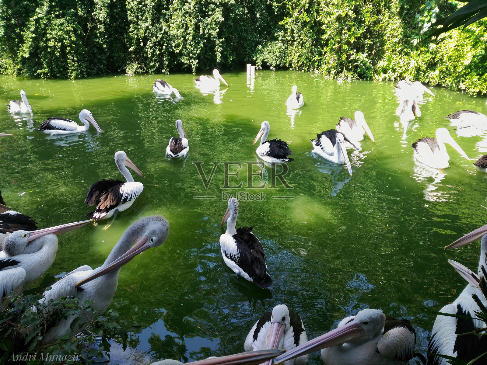 一群鹈鹕在湖里游泳照片摄影图片