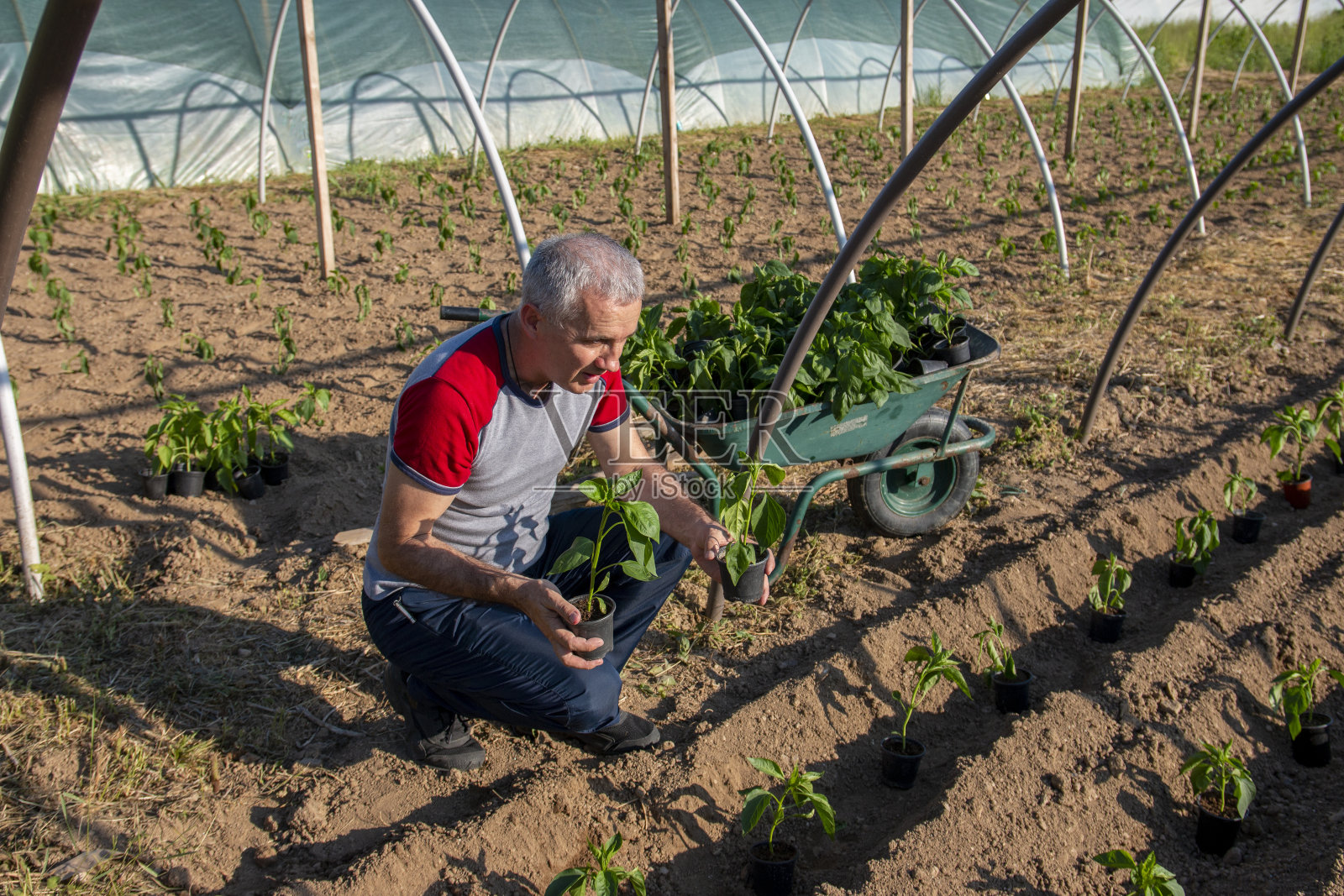 农民在播种季节工作。照片摄影图片