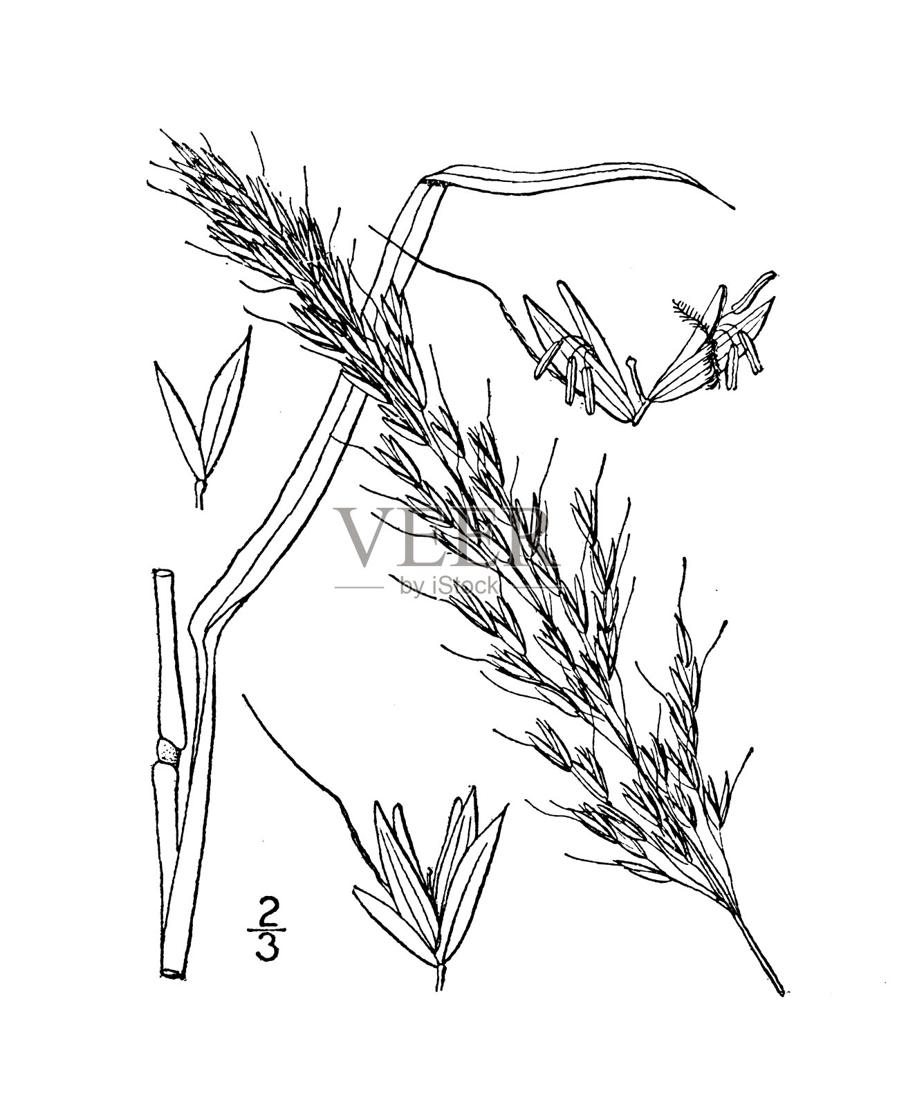 古植物学植物插图:Arrhenatherum elatius，燕麦草插画图片素材