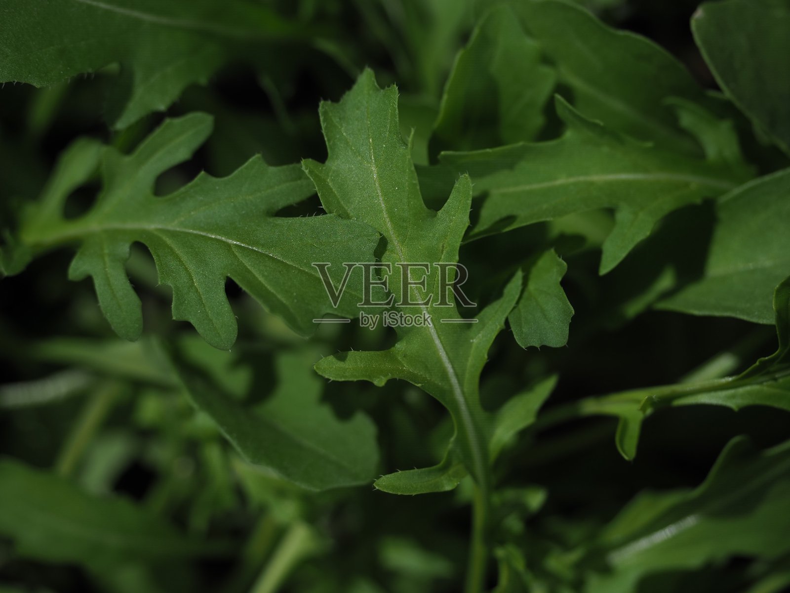 窗台上的锅里有芝麻菜照片摄影图片