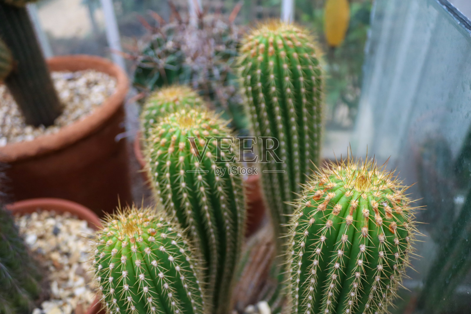 仙人掌照片摄影图片