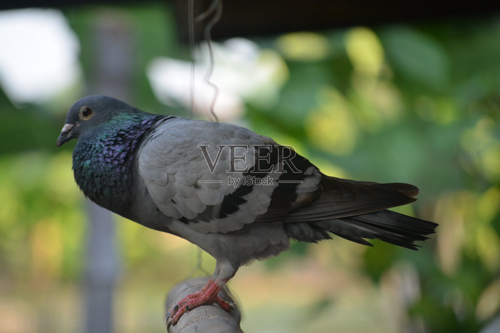 Piegon照片摄影图片