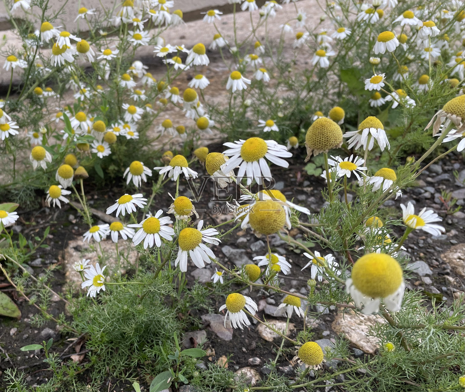 生长在停机坪上的雏菊照片摄影图片