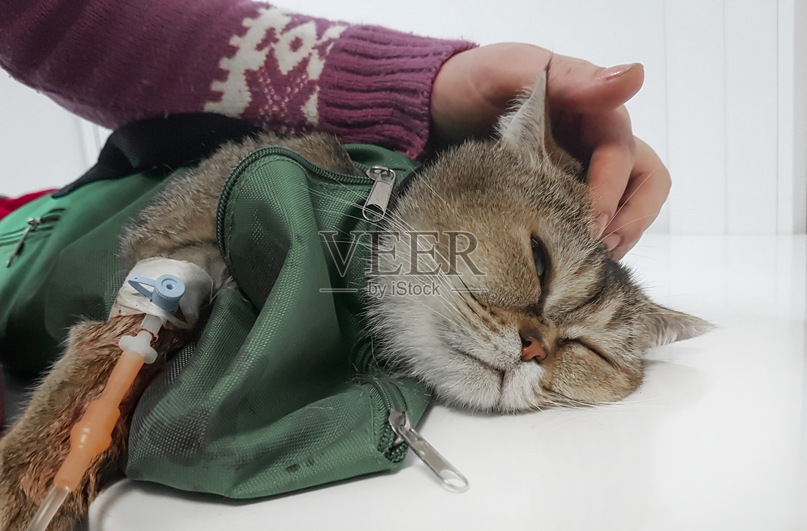 兽医诊所的桌子上躺着一只拿着滴管的病猫照片摄影图片