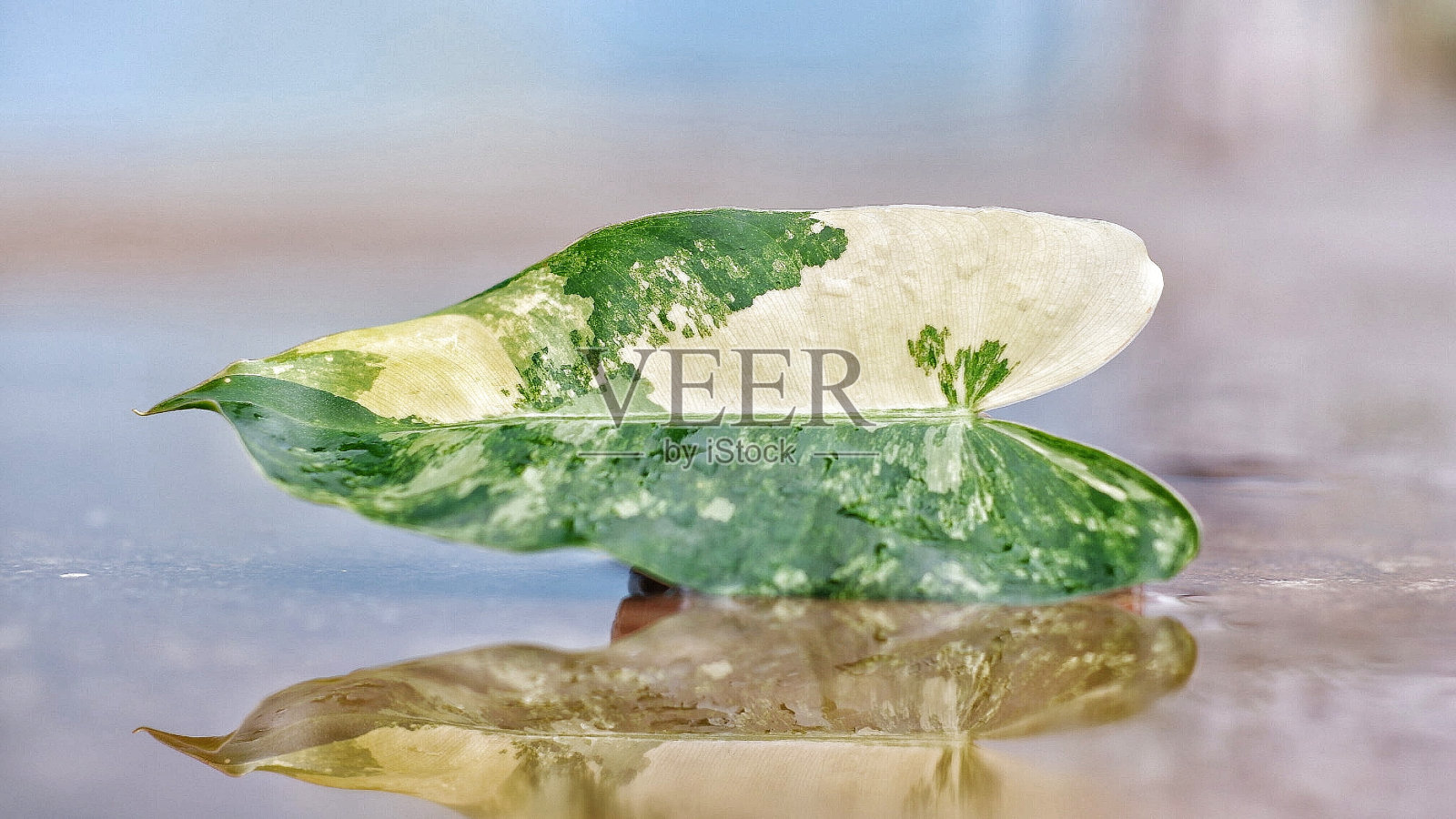 叶照片摄影图片