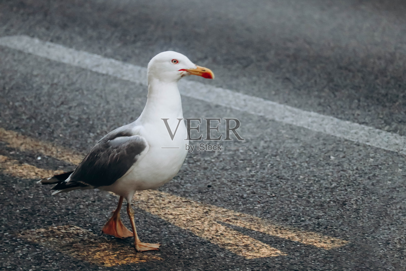 一只海鸥走在法国尼斯的人行道上照片摄影图片
