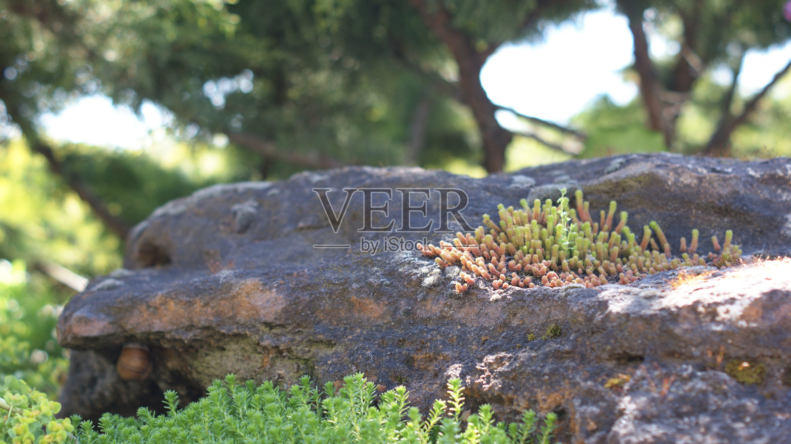 大自然的调色板——植物园里生机勃勃的草和针叶树照片摄影图片