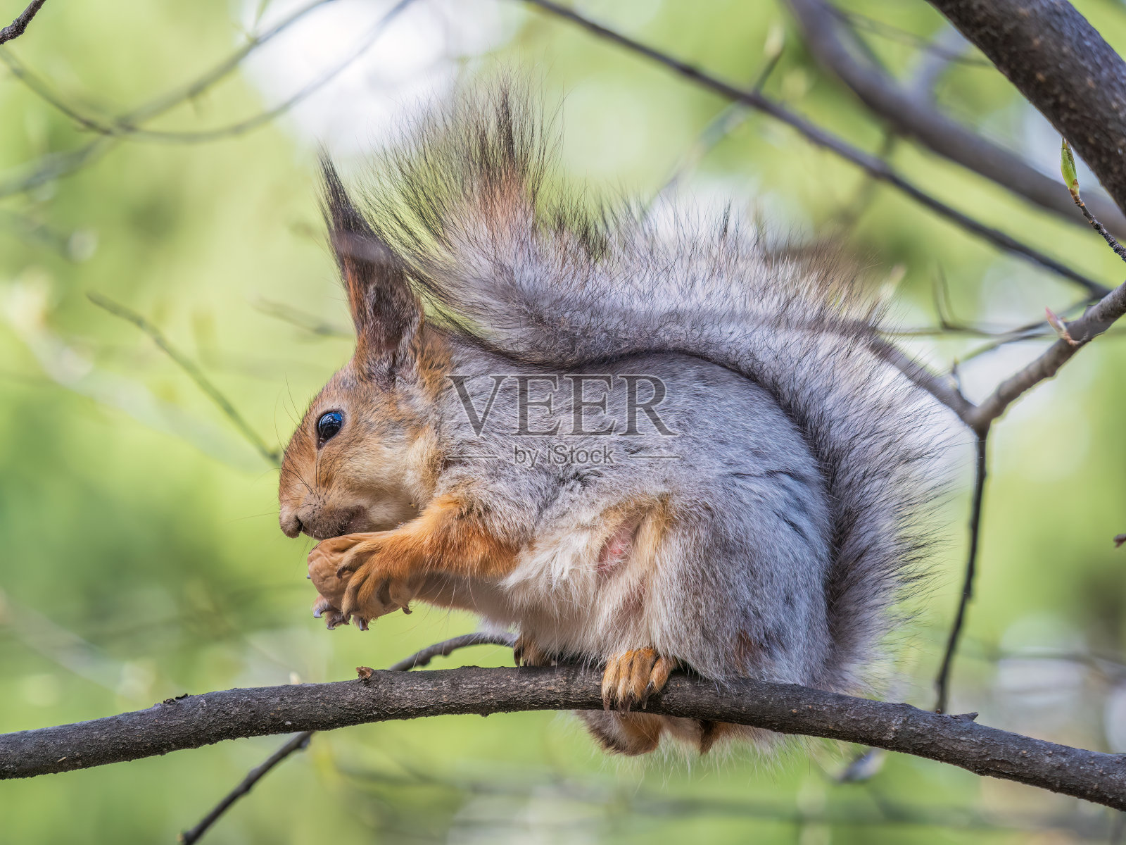 春天或夏天，吃坚果的松鼠栖息在树枝上。照片摄影图片