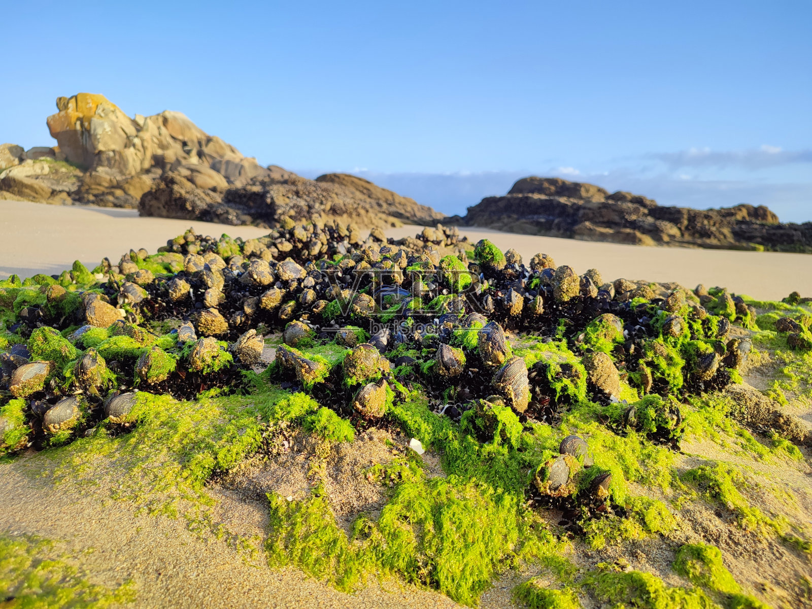 在岩石上放贻贝照片摄影图片