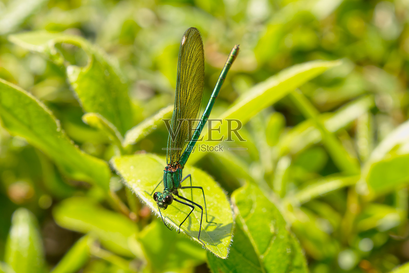 绿色的蜻蜓靠近了。微距拍摄自然场景蜻蜓。绿色蜻蜓在大自然的栖息地照片摄影图片