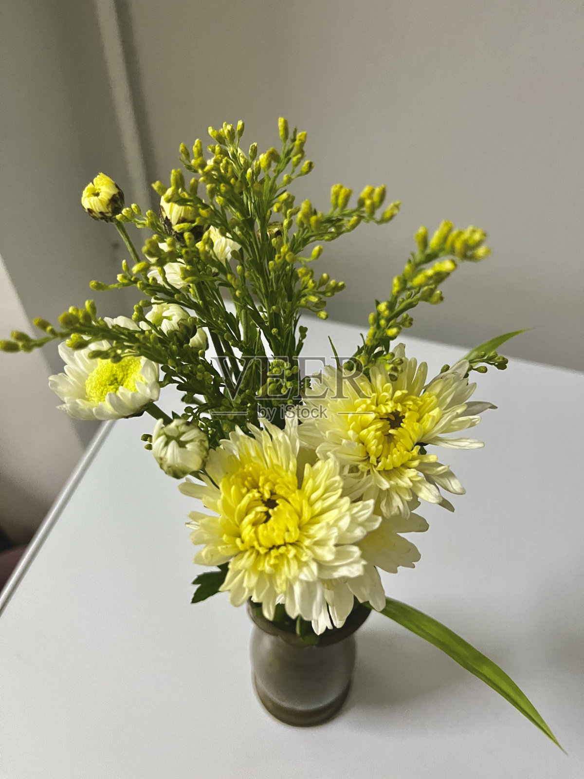 菊花照片摄影图片