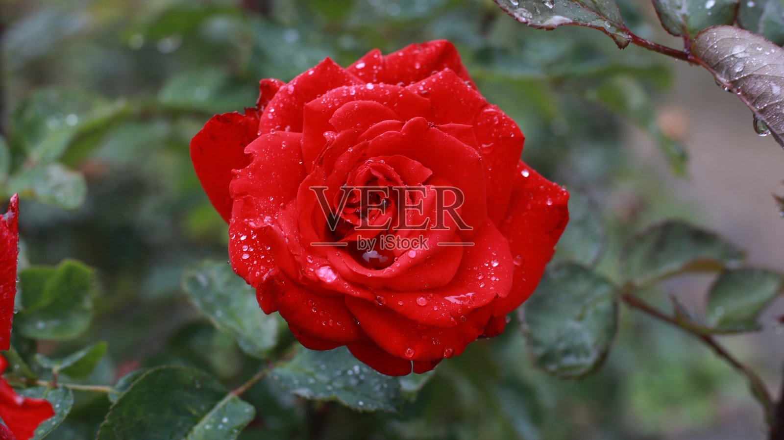 花照片摄影图片