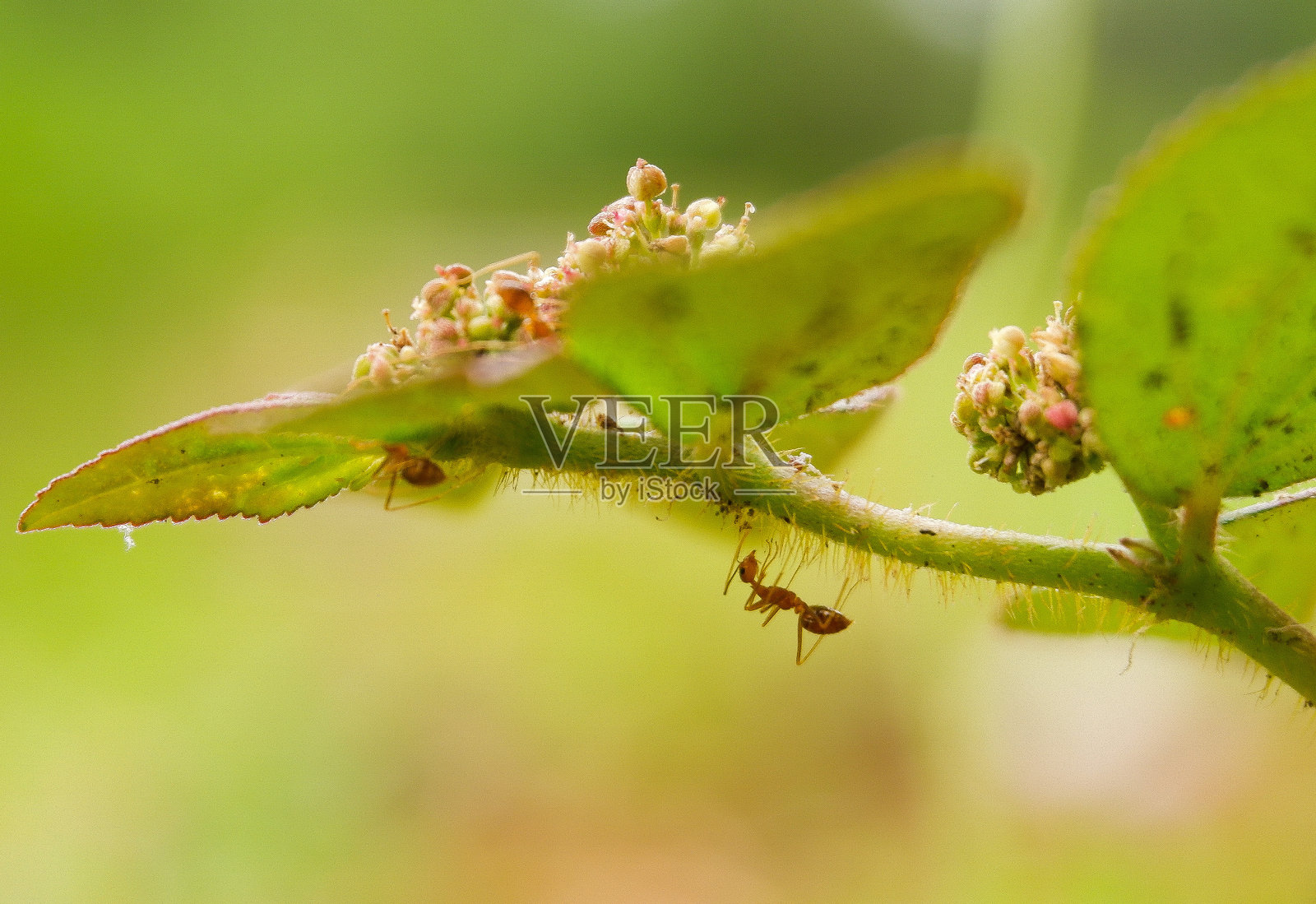 蚂蚁和花用微距摄影技术。照片摄影图片
