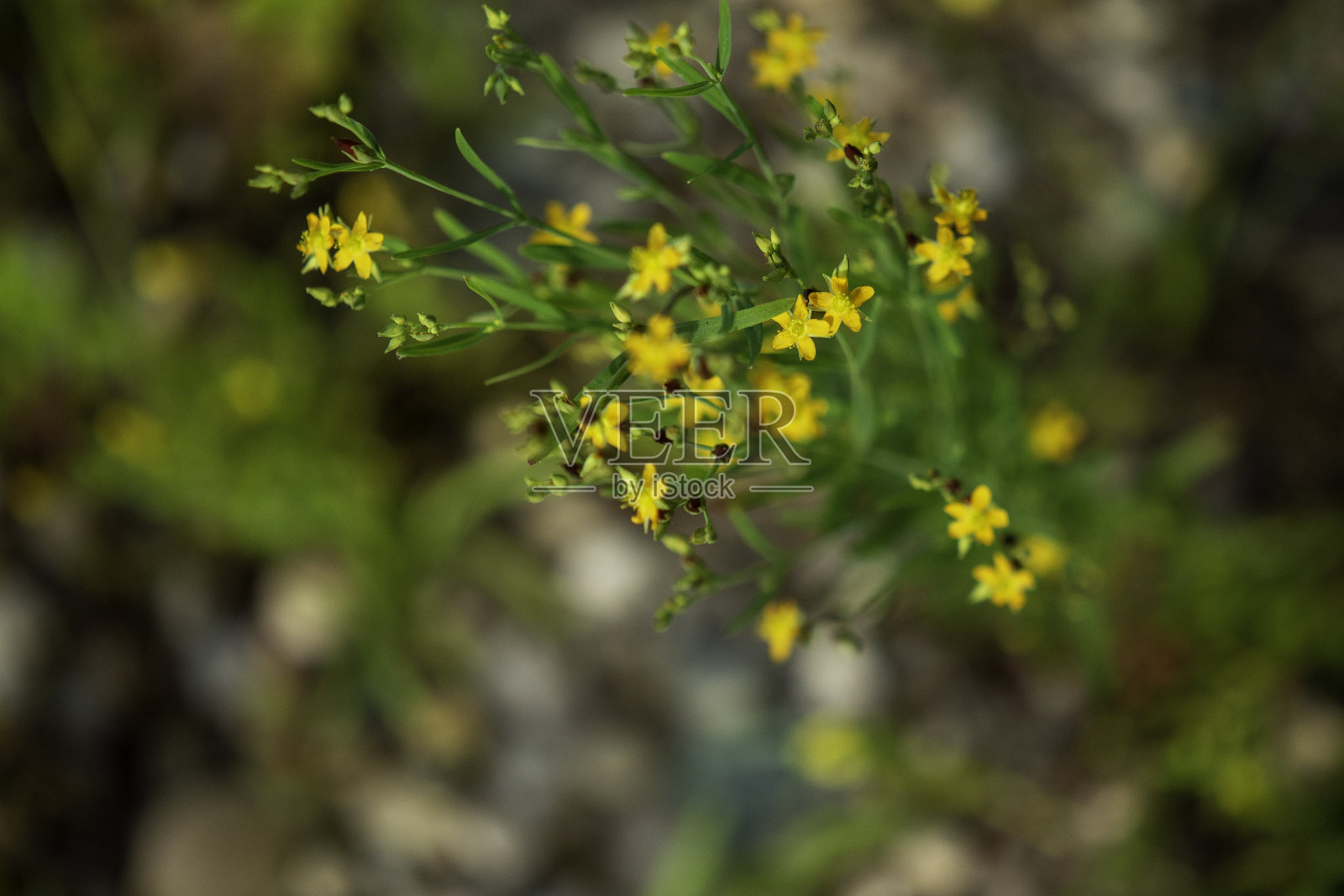 松木特写#3照片摄影图片