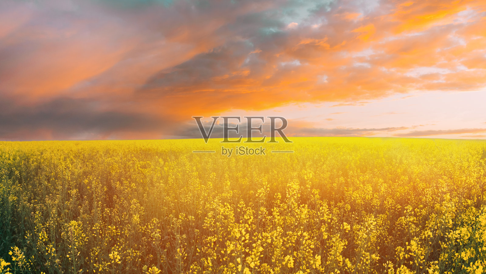 太阳在日落日出地平线上的春天开花的油菜，油菜籽，油菜籽田草甸草。油菜花在黎明天空下绽放。阳光在花上突出油菜籽照片摄影图片