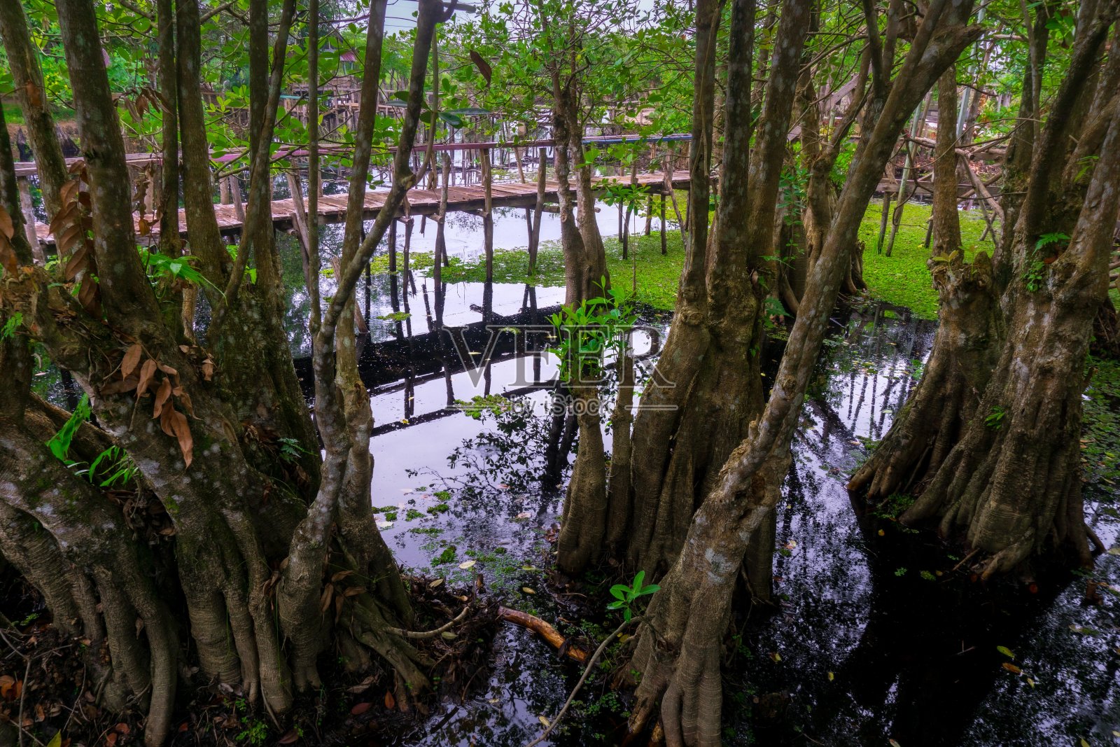 美丽的晨景印度尼西亚全景景观稻田与美丽的色彩和天空自然光照片摄影图片